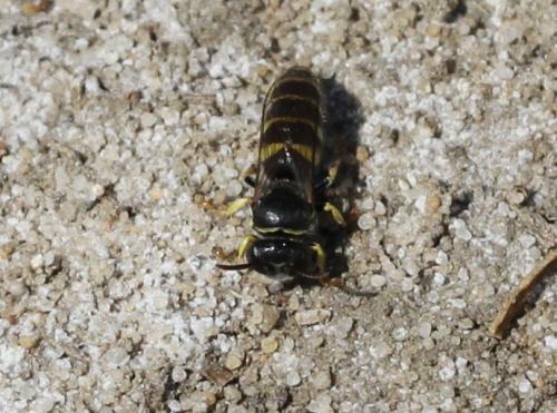 Bembecinus tridens