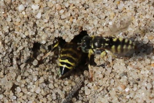 Réf. 149 317 : Bembecinus tridens