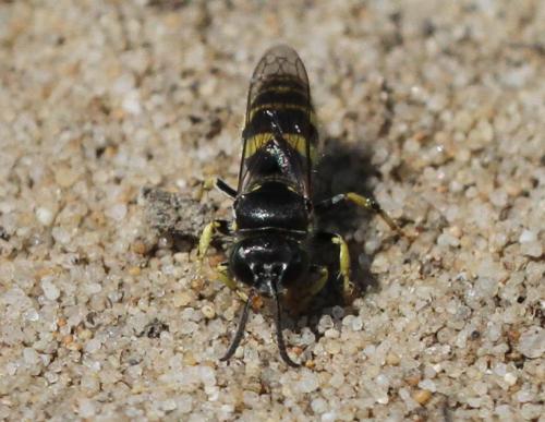 Bembecinus sp.
