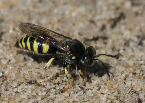 Bembecinus sp.