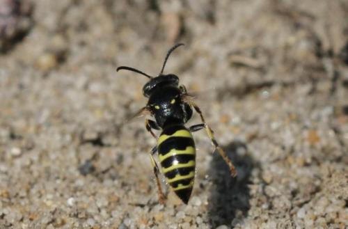 Bembecinus sp.