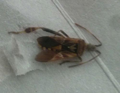 Leptoglossus occidentalis