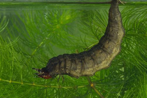 Réf. 149 506 : Hydrophilus sp.