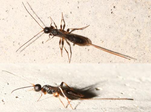 Réf. 149 887 : Doryctinae inconnu