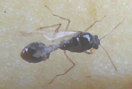 Aphaenogaster subterranea