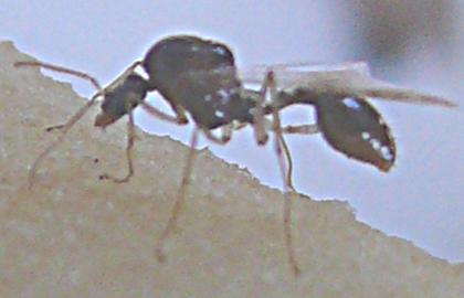 Aphaenogaster subterranea