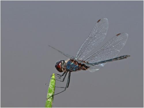 Idiataphe amazonica
