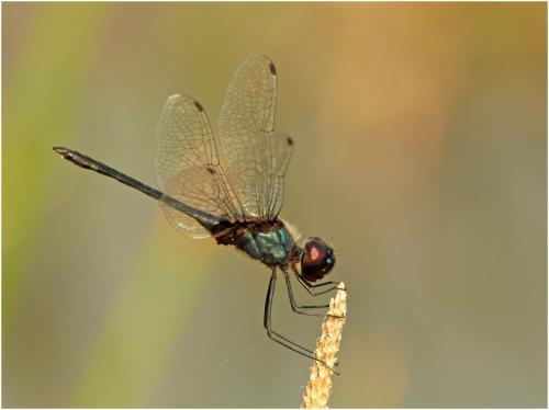 Idiataphe amazonica