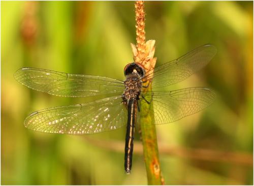 Idiataphe amazonica