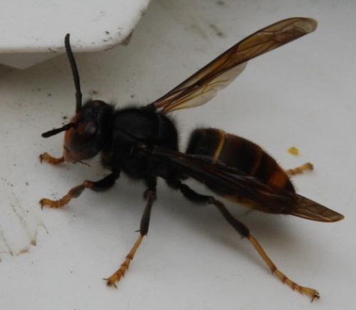 Vespa velutina