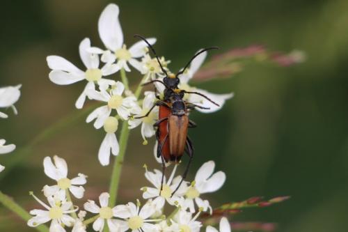 Réf. 149 097 : Anastrangalia sp.