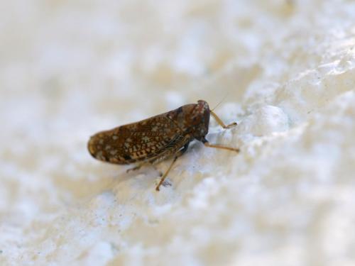 Réf. 149 291 : Orientus ishidae