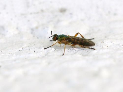 Réf. 149 241 : Chorisops sp.