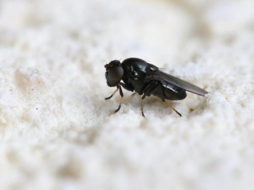 Réf. 149 675 : Athyroglossa glabra
