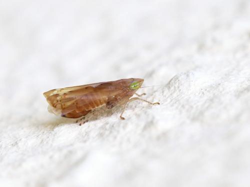 Réf. 149 723 : Synophropsis lauri