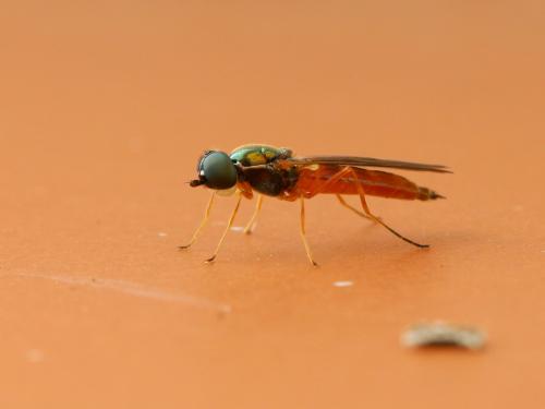 Sargus bipunctatus