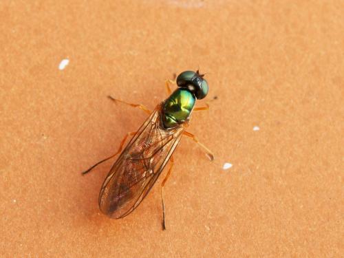 Sargus bipunctatus
