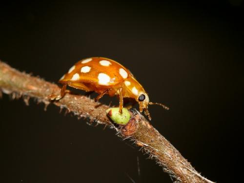 Halyzia sedecimguttata