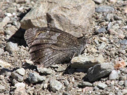 Réf. 149 325 : Hipparchia statilinus