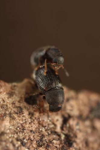 Choragus sheppardi