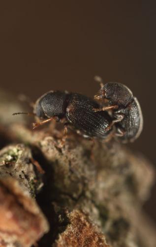Choragus sheppardi