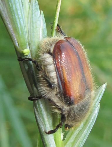 Anisoplia villosa
