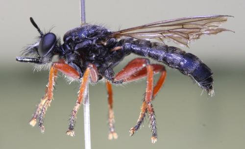 Choerades rufipes