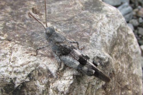 Réf. 149 187 : Oedipoda germanica germanica