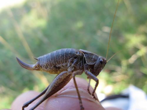 Pholidoptera griseoaptera