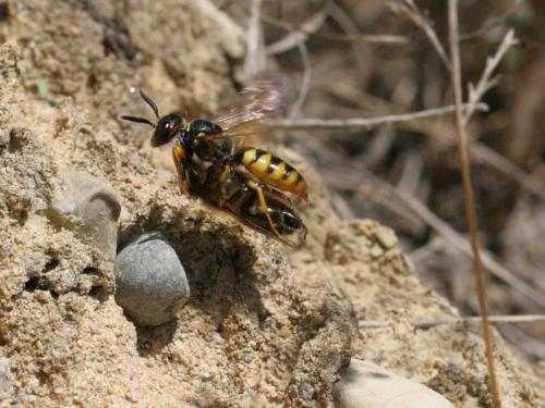 Réf. 149 732 : Philanthus triangulum
