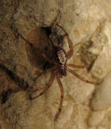 Réf. 149 997 : Steatoda nobilis