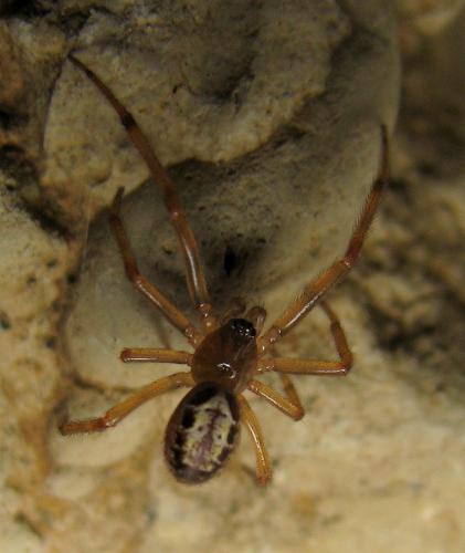 Réf. 149 996 : Steatoda nobilis