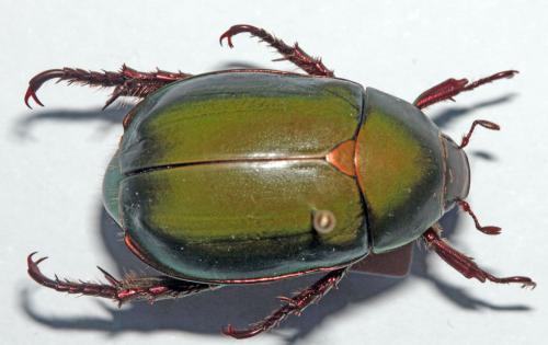 Anomala sp.