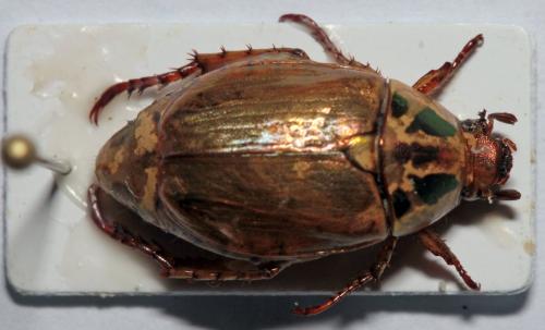 Réf. 149 292 : Anomala variegata