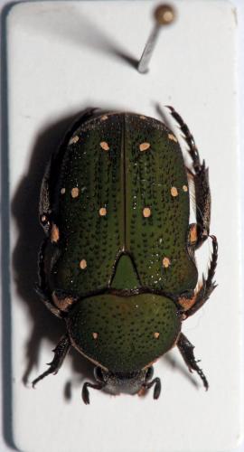 Glycyphana nicobarica