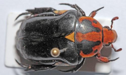 Réf. 149 120 : Campsiura javanica