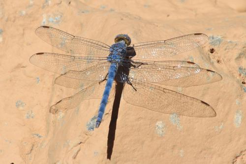 Réf. 149 625 : Orthetrum ransonnetii