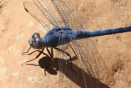 Orthetrum ransonnetii