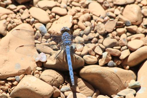 Réf. 149 626 : Orthetrum ransonnetii