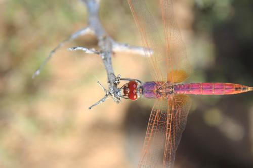 Trithemis annulata