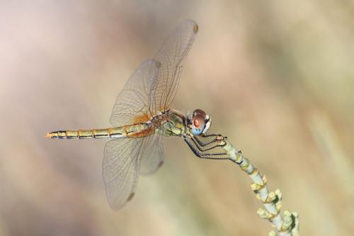 Réf. 149 670 : Sympetrum fonscolombii