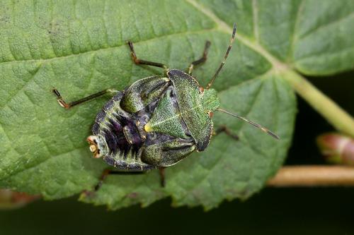 Réf. 149 100 : Palomena sp.