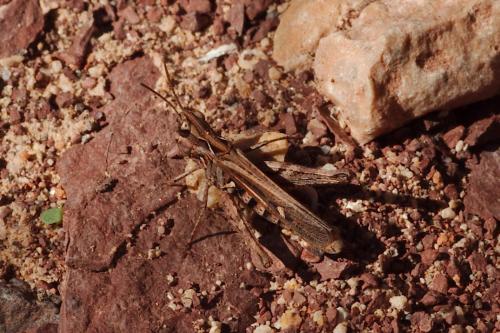 Réf. 149 858 : Omocestus petraeus
