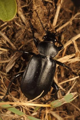 Réf. 149 860 : Calosoma maderae