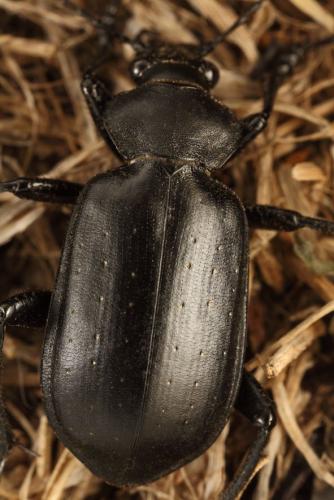 Réf. 149 861 : Calosoma maderae