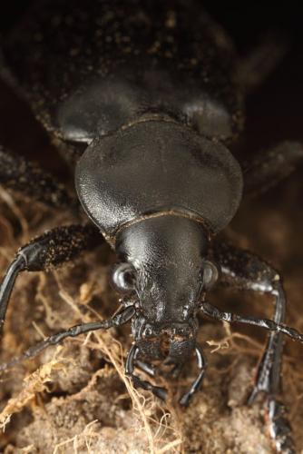 Réf. 149 862 : Calosoma maderae