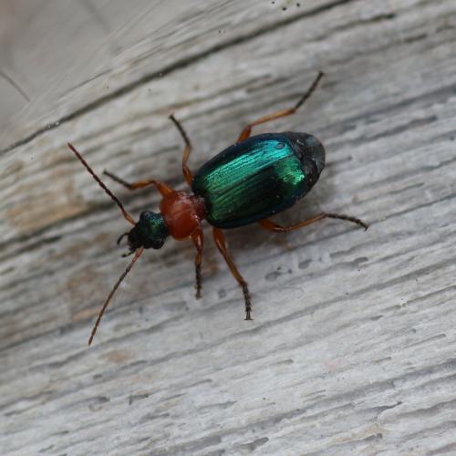 Lebia chlorocephala