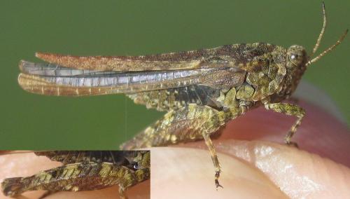 Tetrix ceperoi ceperoi