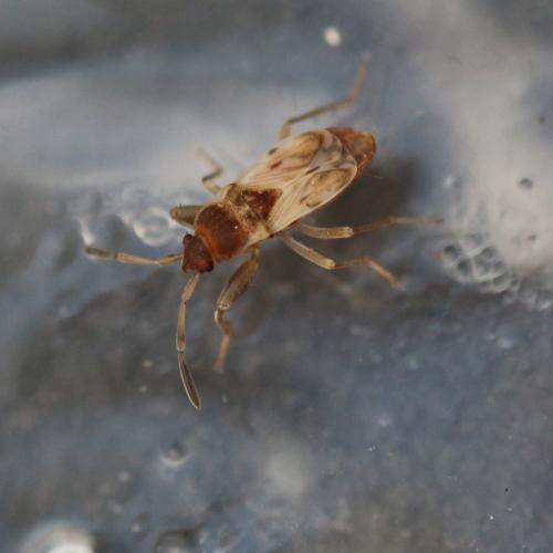 Scolopostethus sp.