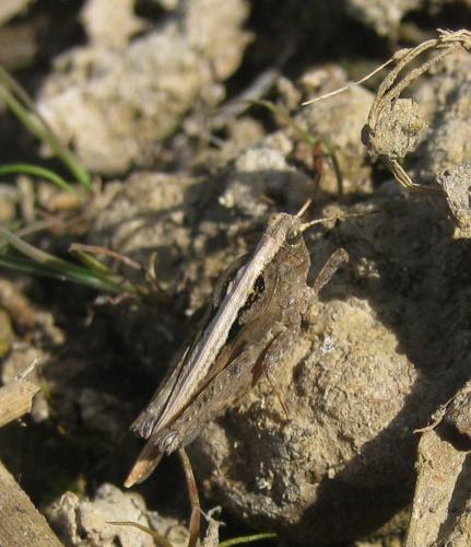 Réf. 149 301 : Tetrix subulata